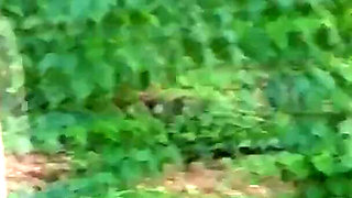 In Czech Agriculture