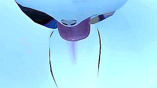 Car Toon In Demon Slayer 3d Animation Nezuko And Zenitsu