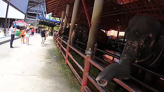 Feeding elephants and sex at home after with big ass Thai GF