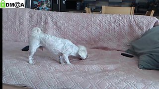 Whitesilverys Room Chaturbate - Chat In A Live Adult Video Chat - Big tits
