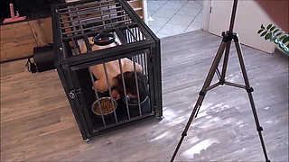 Sexslave in Steelcage Used by Her Master