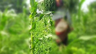 Desi Bhabhi Outdoor Fuck with Devar in Jungle - Sukunmi & Dewaif Public Sex