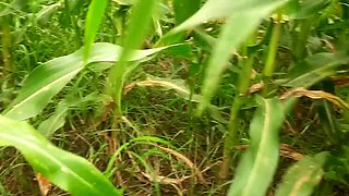 Desi Village Girl Outdoor Sex - Big Natural Tits Indian Teen Fucked in Jungle