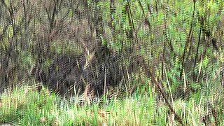 Cute curly brunette solo webcam masturbation